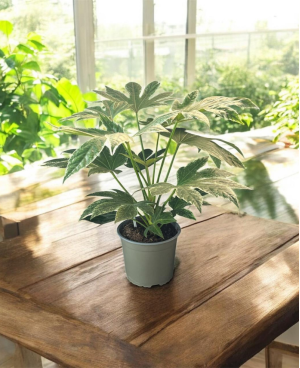 Fatsia Japonica Variegata Panaché P14