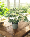Fatsia Japonica Variegata Panaché P14