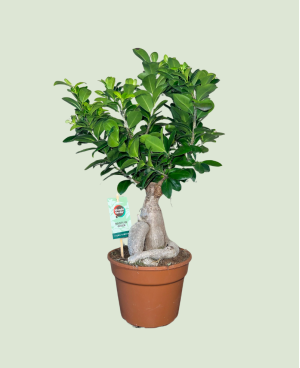 Ficus Microcarpa Ginseng P17