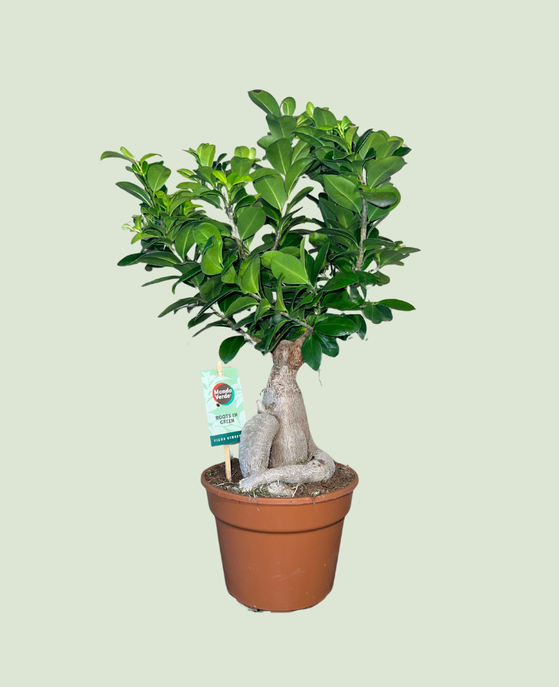 Ficus Microcarpa Ginseng P17
