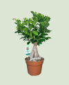 Ficus Microcarpa Ginseng P17