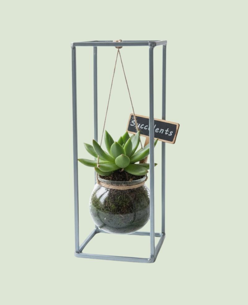 Arrangement Echeveria P10