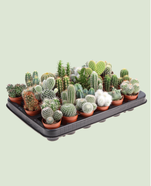 Cactus mix P 5.5 - 5pcs