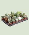 Cactus mix P 5.5 - 5pcs