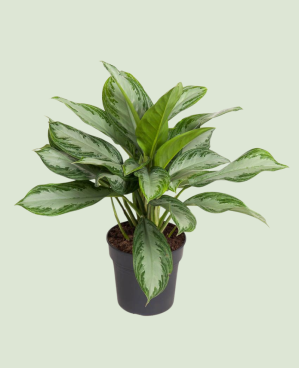 Aglaonema Silver Bay