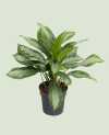 Aglaonema Silver Bay