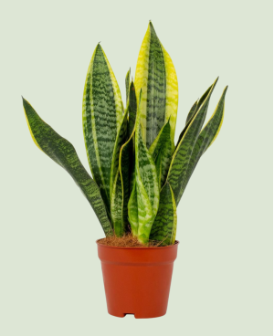 Sanseveria