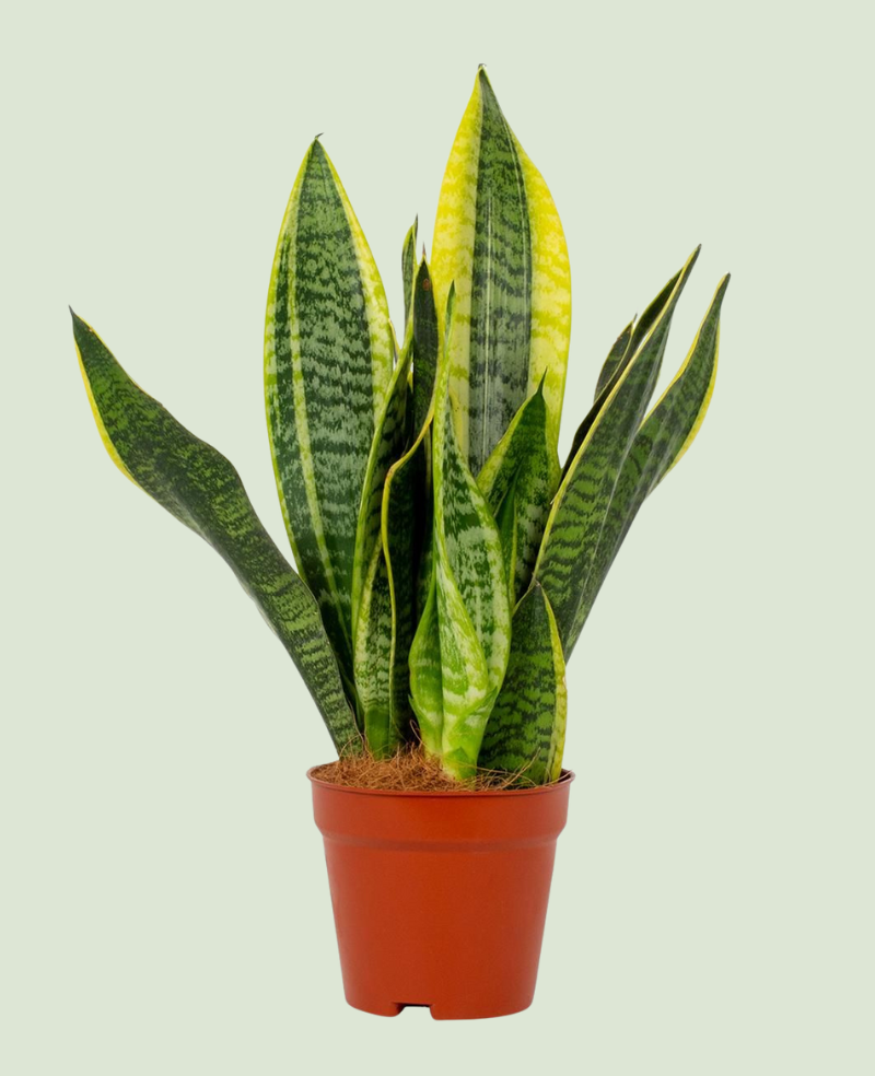 Sanseveria