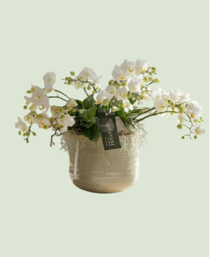 Phalaenopsis Multiflora P21