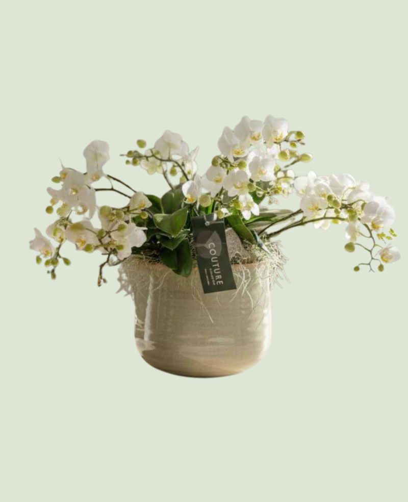 Phalaenopsis Multiflora P21