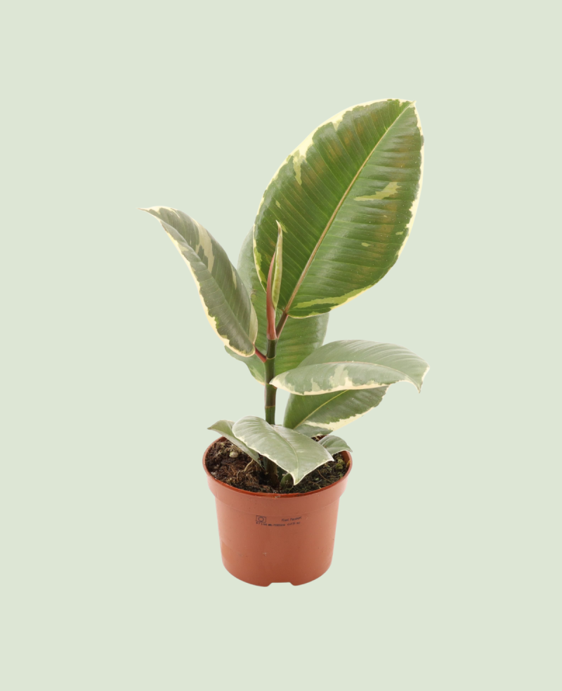 Ficus Elastica Tineke