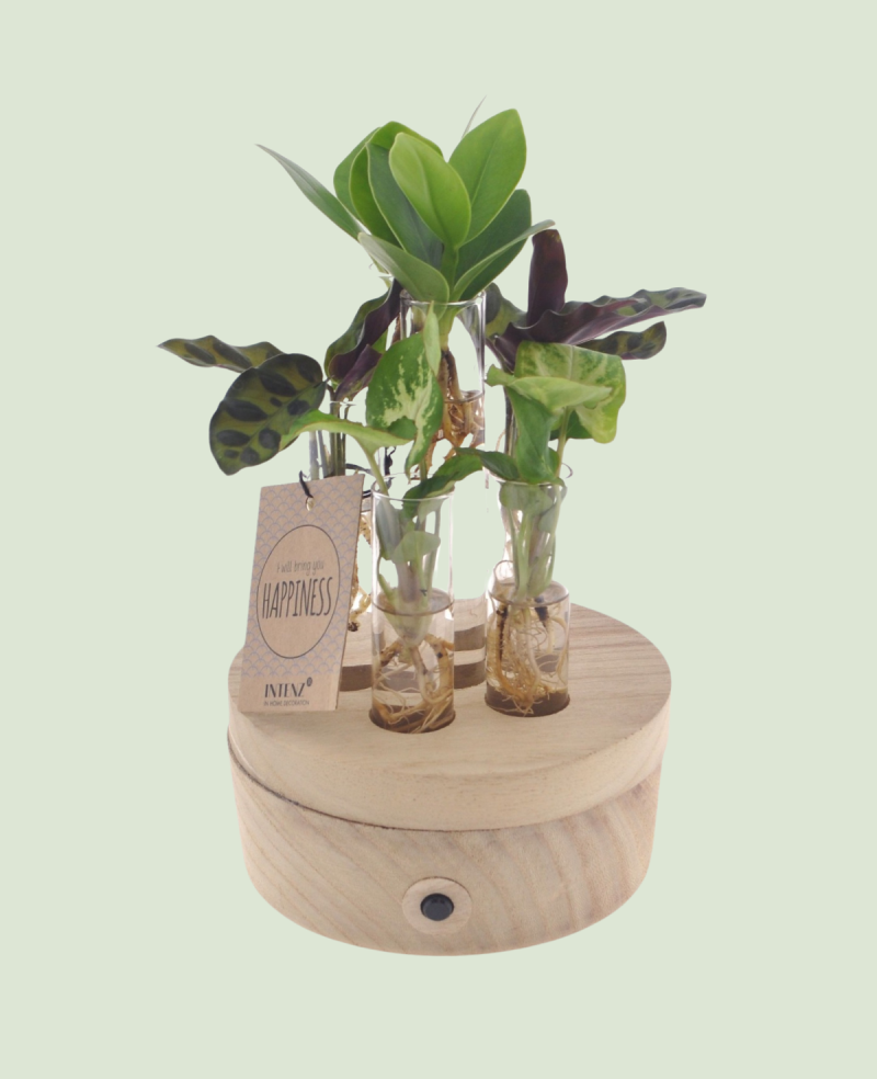Arrangement Quatro Lumineux