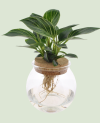 Philodendron vitre