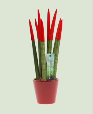 Sanseveria color P 11 ceramic - 1pc