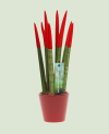 Sanseveria color P 11 ceramic - 1pc