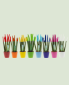 Sanseveria color P 11 ceramic - 1pc
