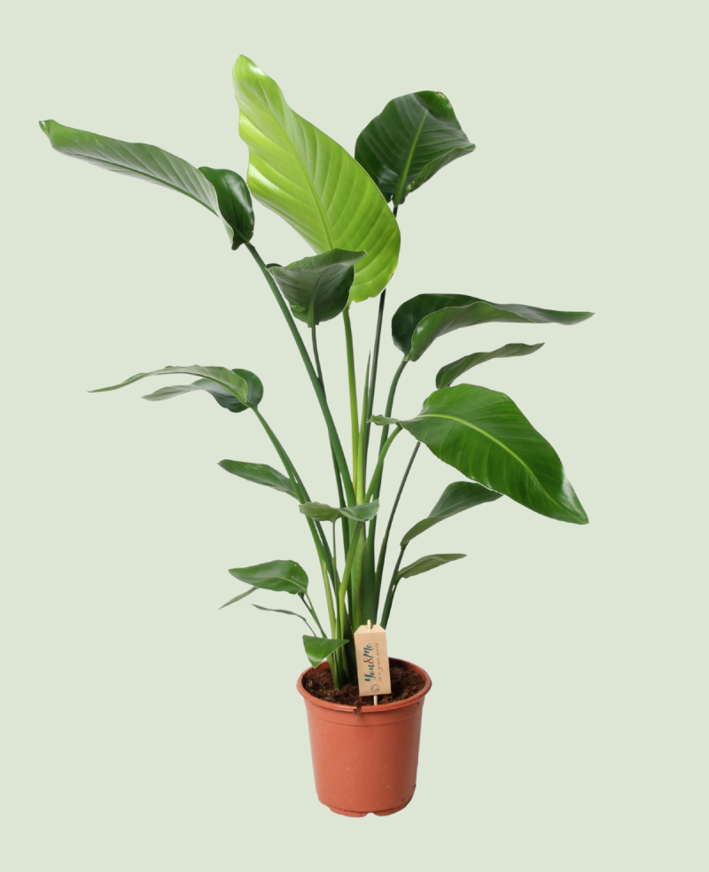 Strelitzia Nicolai