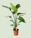 Strelitzia Nicolai