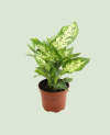 Dieffenbachia Compacta P12