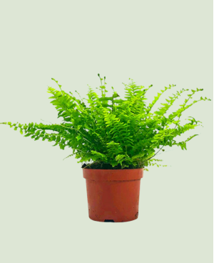 Nephrolepis Exaltata P12