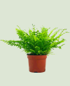 Nephrolepis Exaltata P12