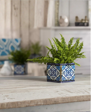 Nephrolepis Exaltata P12