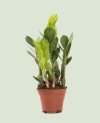 Zamioculcas Zamiifolia