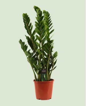 Zamioculcas Zamiifolia