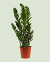 Zamioculcas Zamiifolia
