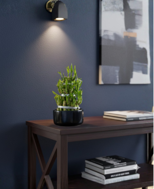 Dracaena Lucky Bamboo P10