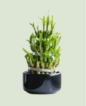 Dracaena Lucky Bamboo P10