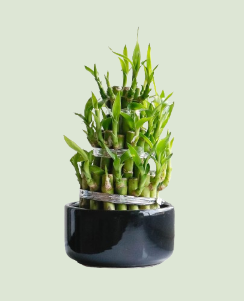 Dracaena Lucky Bamboo P10