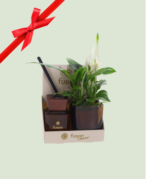 Arrangement Spathi-Parfum