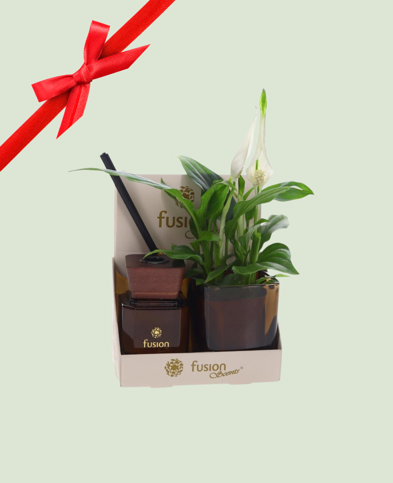 Arrangement Spathi-Parfum
