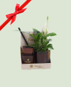 Arrangement Spathi-Parfum