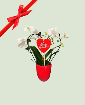 Orchidée de l'amour P6