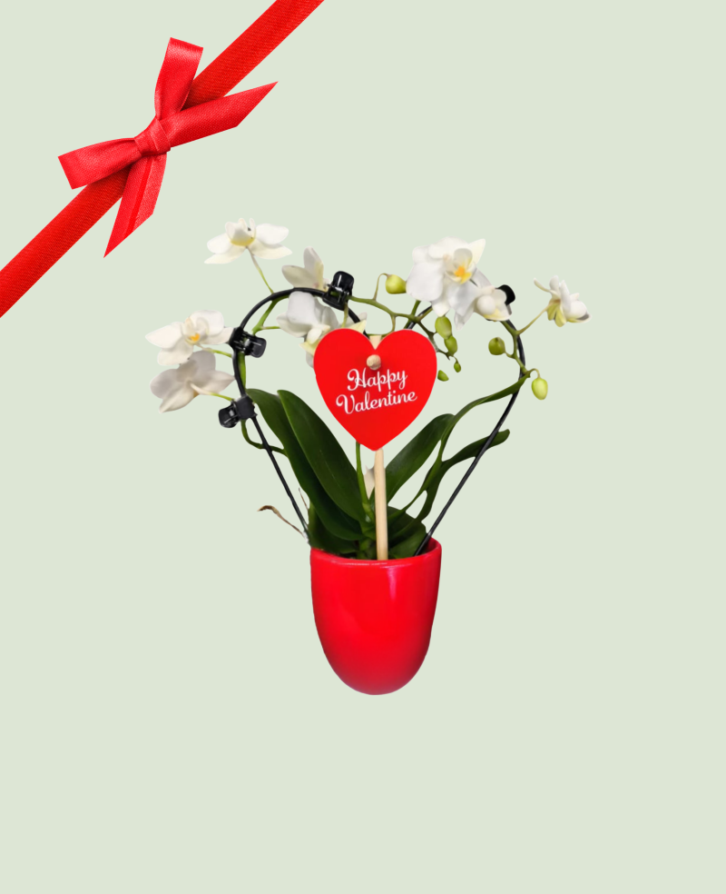 Orchidée de l'amour P6