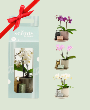 Arrangement orchidée parfum