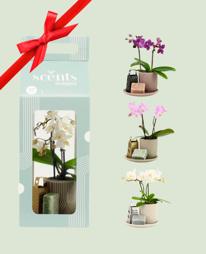 Arrangement orchidée parfum
