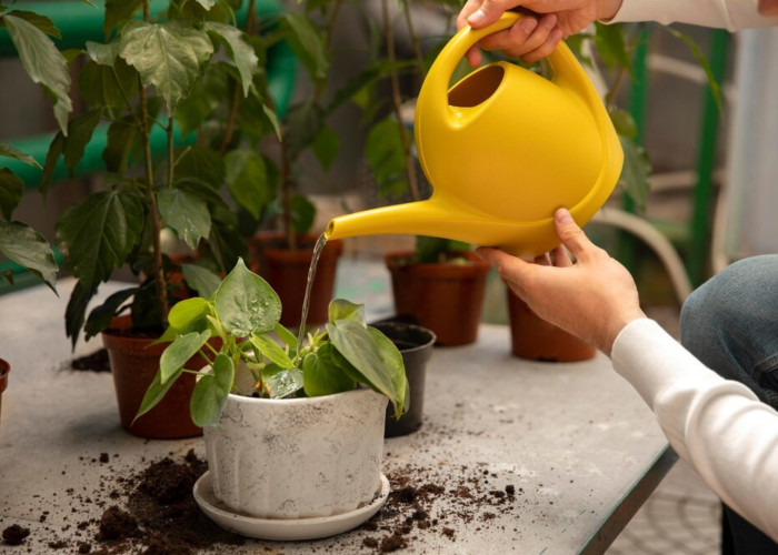 Comment reconnaître une plante qui manque de lumière ?