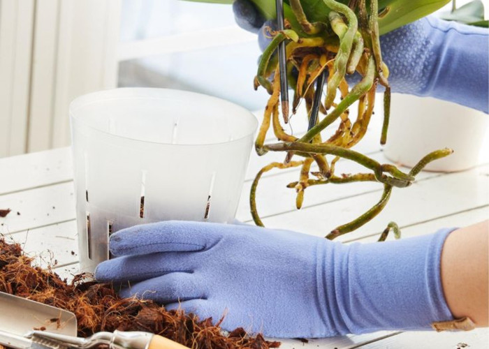  Rempoter une plante : quand et comment ?