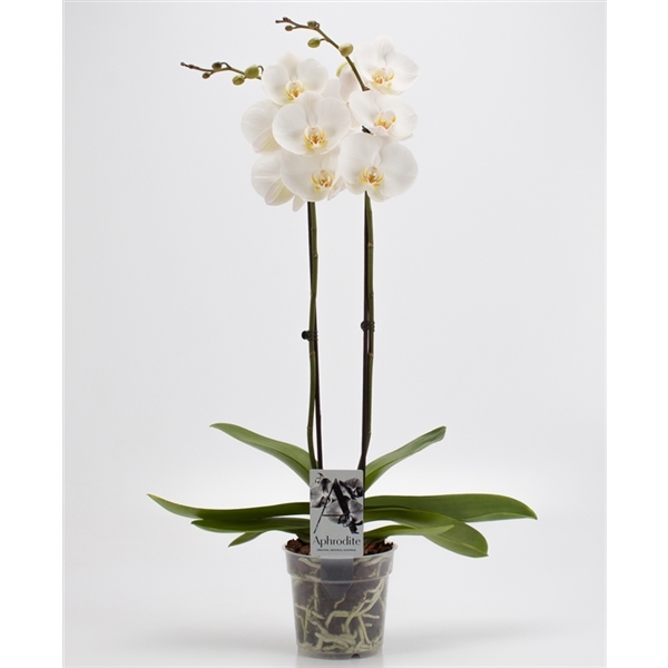 Orchidée Phalaenopsis blanc 2 tiges P15 H90 | CASABOTANICA